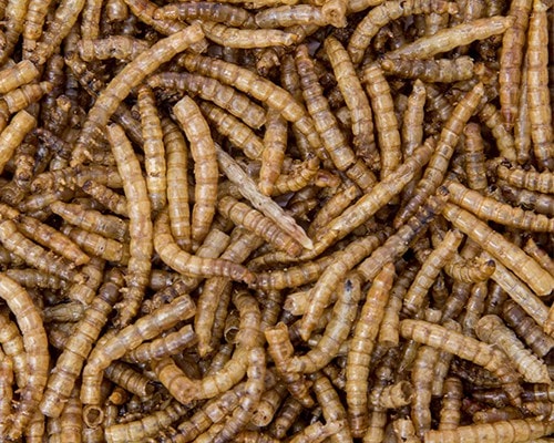 Cheapest Dried Mealworms